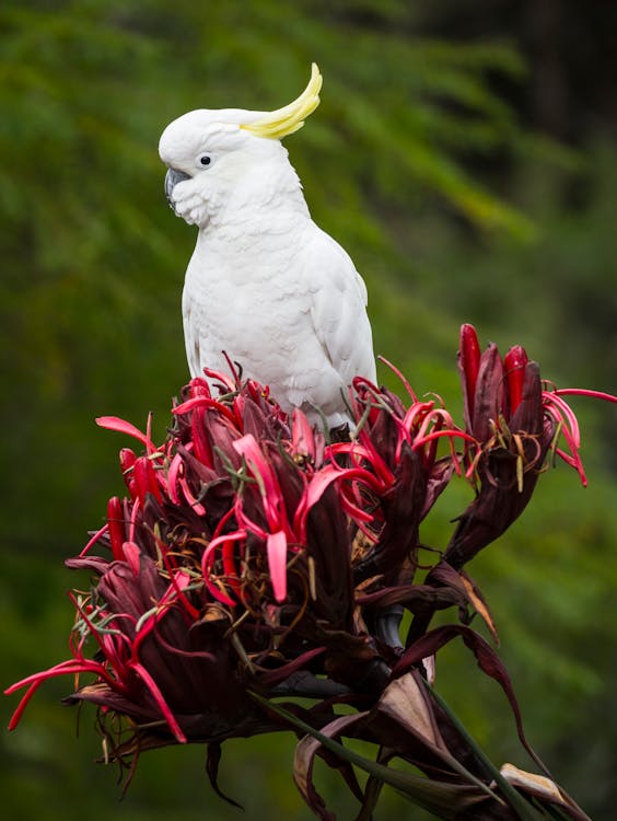Free stock photo of cockatoo