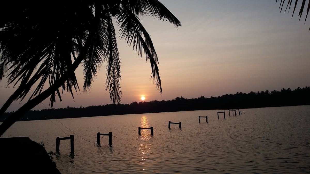 Close-up view of mushrooms growing from a cultivation block