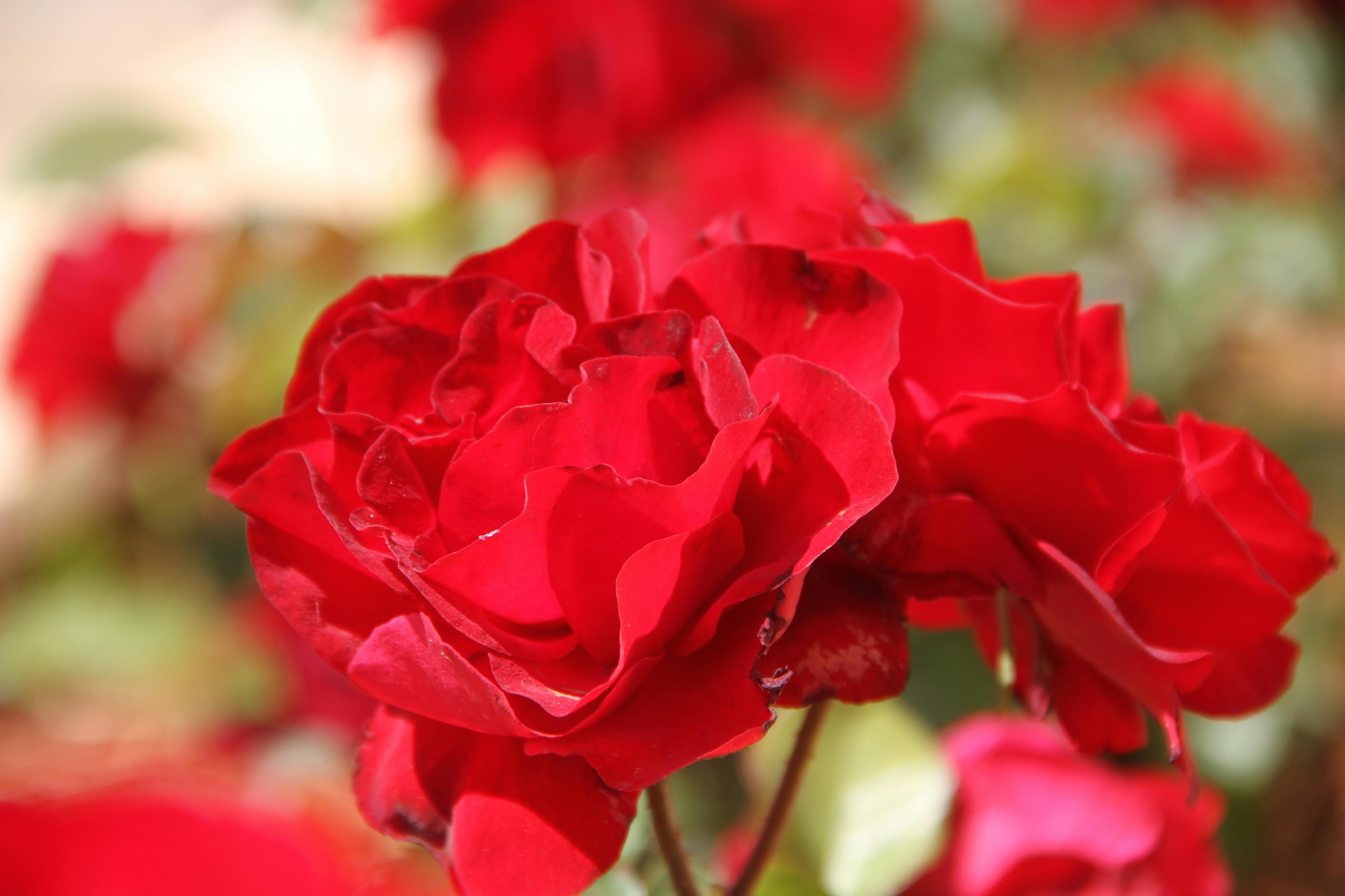 Gloria from the movie Madagascar