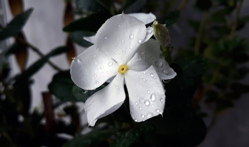 Безкоштовне стокове фото на тему «Біла квітка, впритул, квітка»