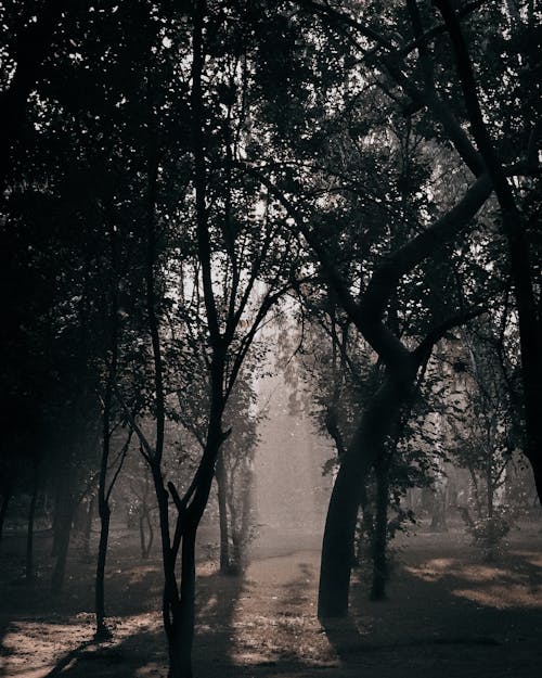 Photo of Sunrays Between Trees