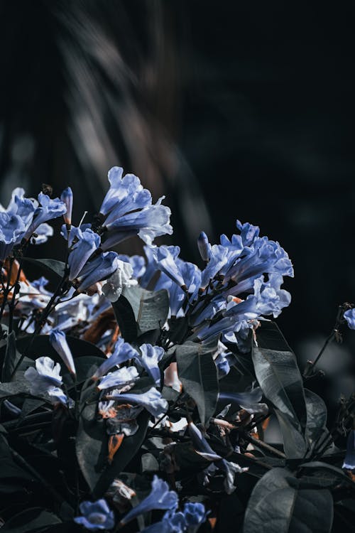 bitki örtüsü, çiçeklenmek, doğa içeren Ücretsiz stok fotoğraf