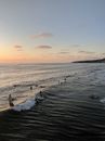 Drone view of silhouettes of surfers swimming on surfboards among waves on seashore against colorful sunset sky