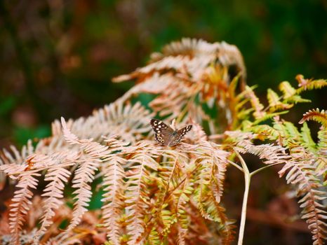 Photo of a Speckled Wood Butterfly on Fern Leaves