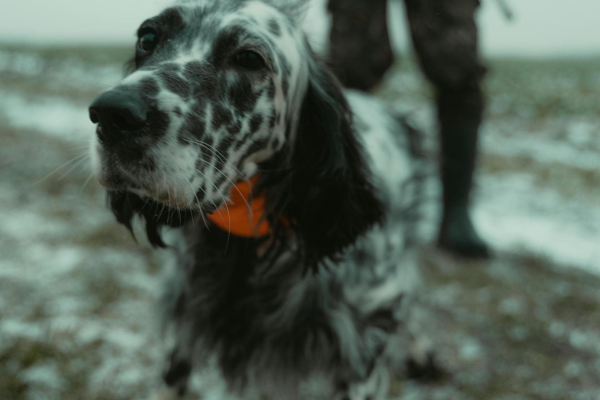 En hund med lång päls på fältet