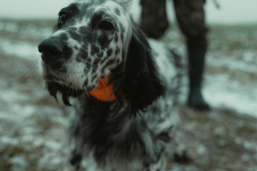 Free Close-up shot of an English Setter dog with an orange collar in a snowy outdoor setting. Stock Photo