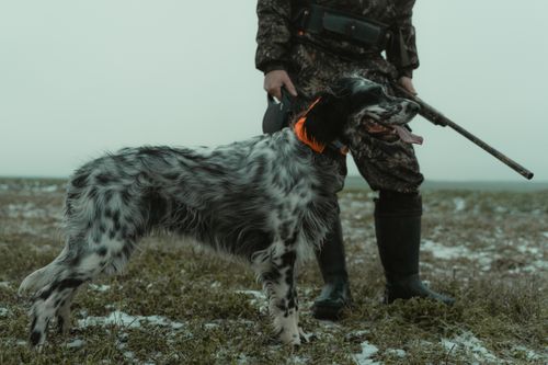 Free A hunter with a hunting dog stands on a snowy field, showcasing outdoor adventure. Stock Photo