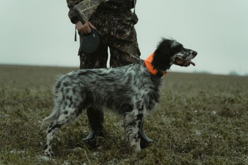 Free A hunter in camouflage stands in a winter field with an English Setter dog on a leash. Stock Photo