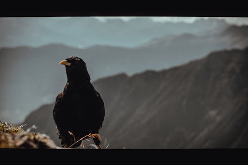 Fotobanka s bezplatnými fotkami na tému Alpy, havran, hory