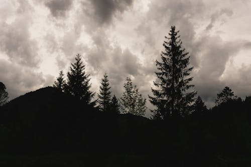 Fotobanka s bezplatnými fotkami na tému borovica, dramatická obloha, dramatický