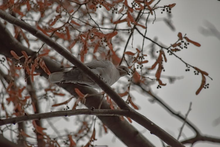 Streptopelia Sitting On Tree Branch