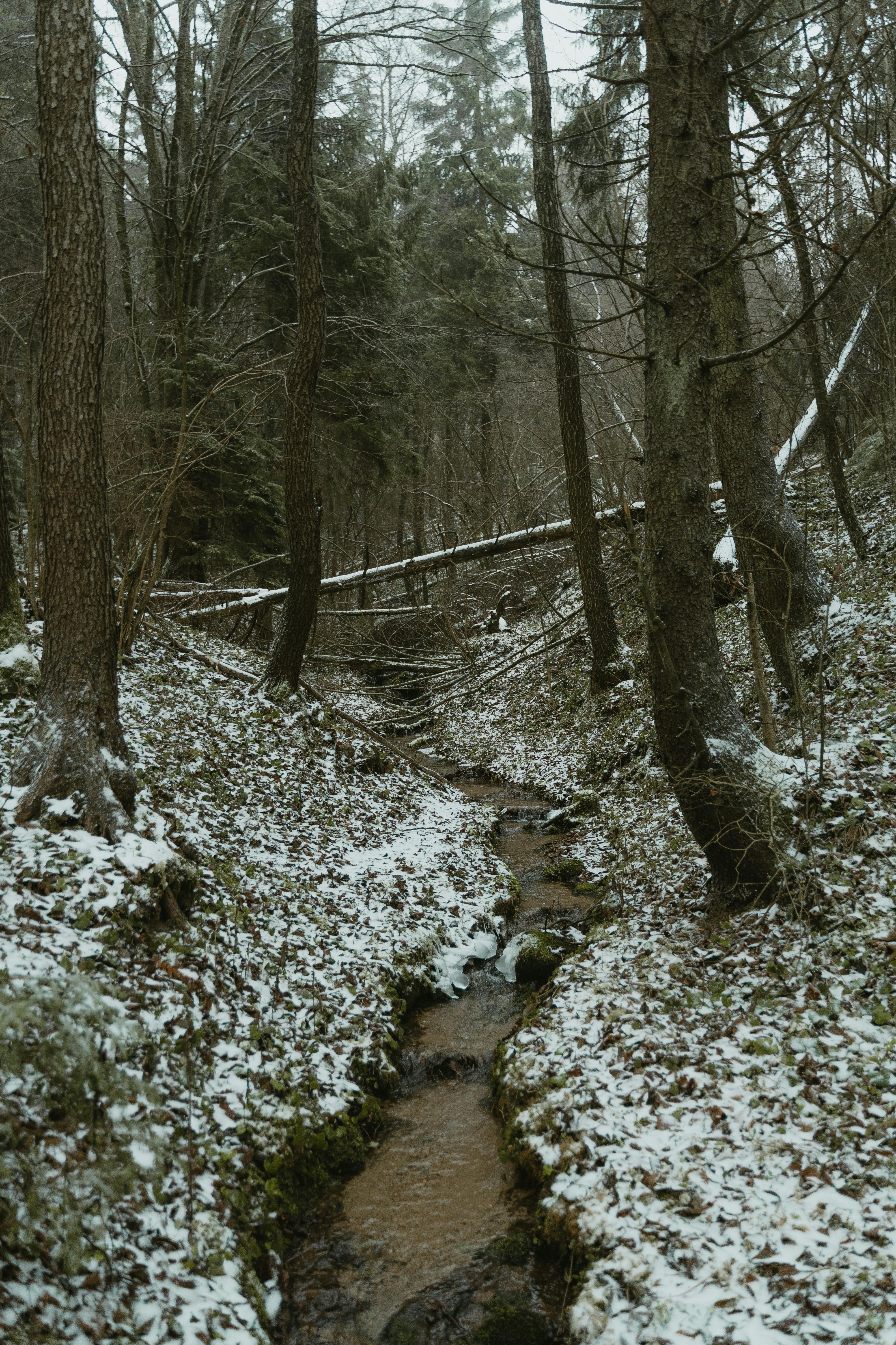A tranquil forest scene with a stream surrounded by snow-dusted trees during winter.