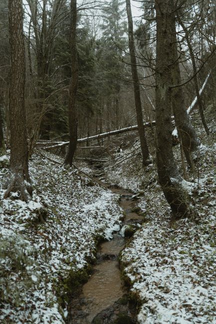 A tranquil forest scene with a stream surrounded by snow-dusted trees during winter. A tranquil forest scene with a stream surrounded by snow-dusted trees during winter.
