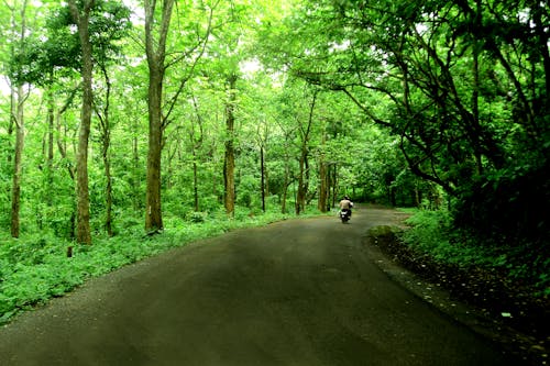 Free A Person Riding a Motorcycle on the Road Between Green Trees Stock Photo