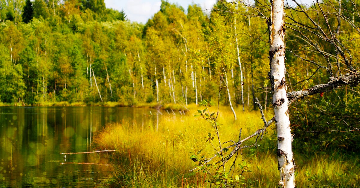 Free stock photo of autumn trees, calm lake, forest lake