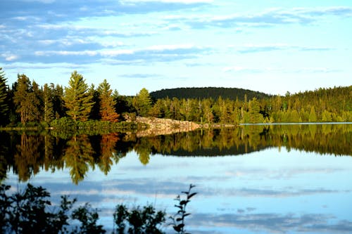 A Green Trees Near the Lake Under the Cloudy Sky