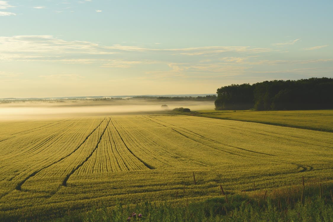 Fotos de stock gratuitas de agricultura, campo verde, campos de cultivo