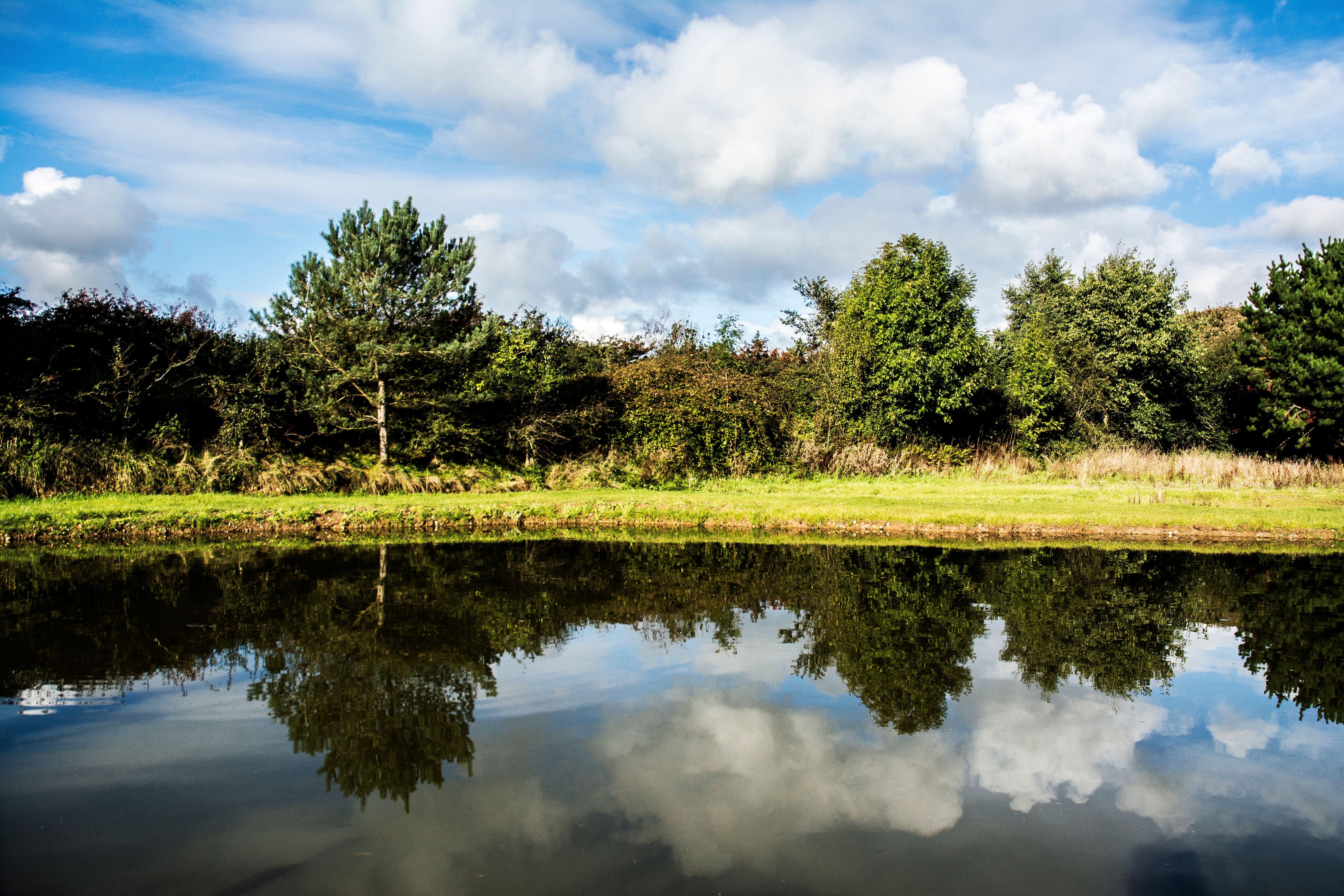 A Green Trees Near the Lake Under the White Clouds · Free Stock Photo