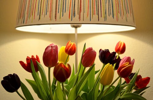 Free stock photo of colorful, lamp, light