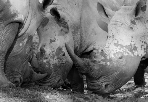 Free A Grayscale Photo of Rhinoceros with Mud on It's Faces Stock Photo