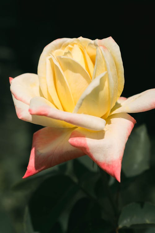 A Close-up Shot of a Yellow Rose in Full Bloom