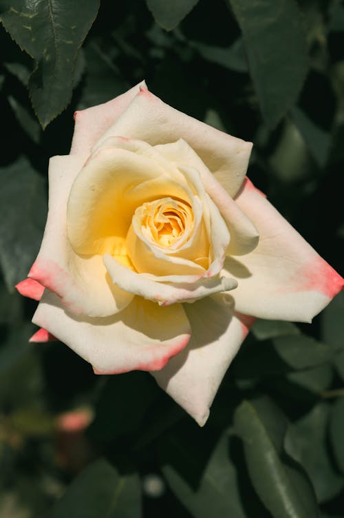A White and Yellow Rose in Ful Bloom