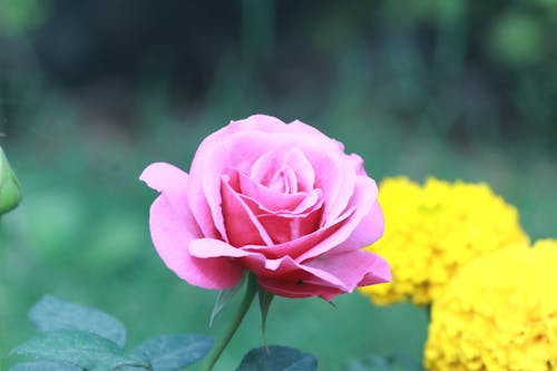 A Pink Rose in Full Bloom