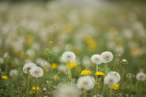 Foto d'estoc gratuïta de dents de lleó, enfocament selectiu, flors