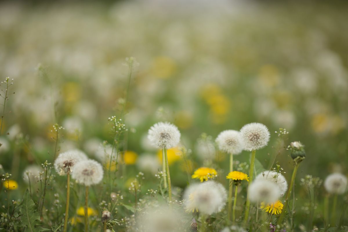 Dandelion Honey
