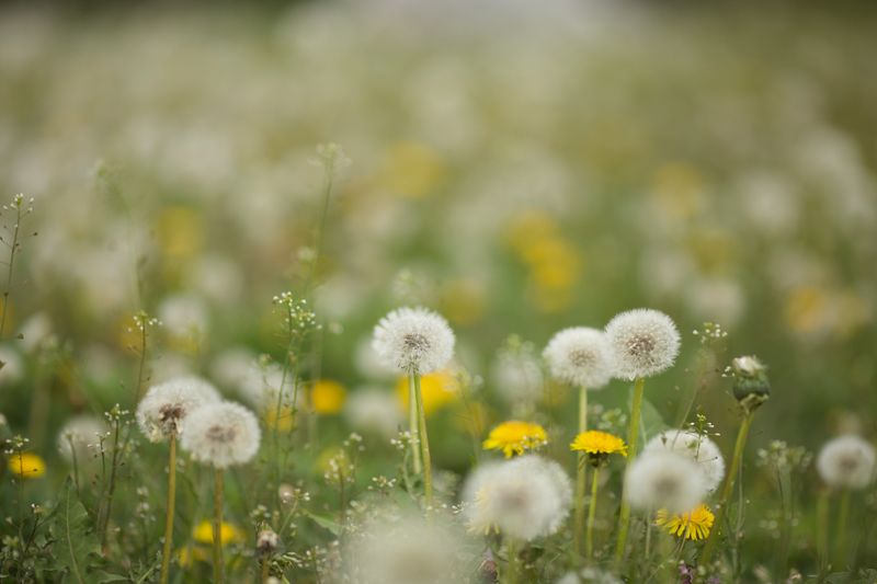 Dandelion Honey
