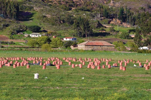 çiftlik alanı, organik yiyecek, tarım alanı içeren Ücretsiz stok fotoğraf