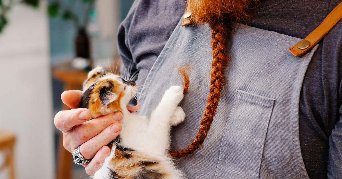 How to convince your parents to have a cat