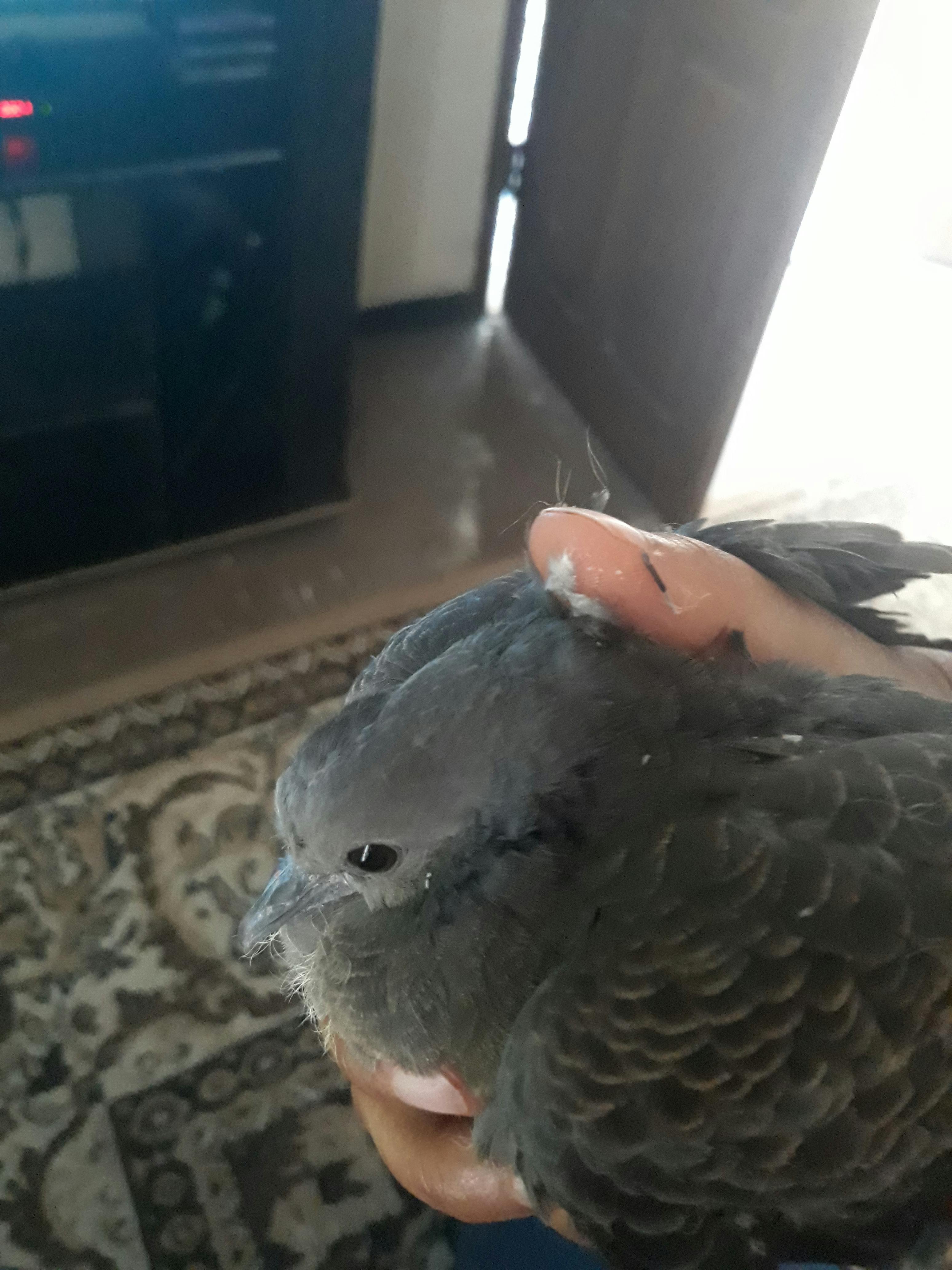 Ẩm thực đường phố nhanh