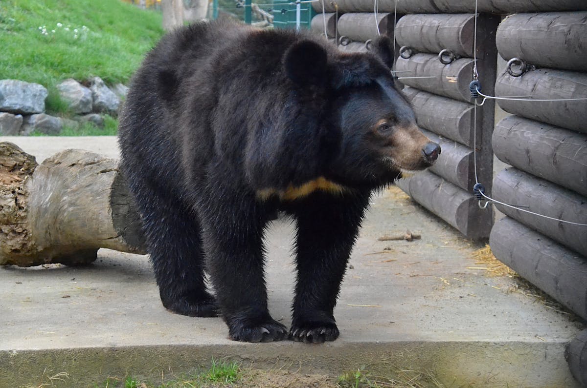 Medical professional reviewing facial X-ray and jaw images on a light board