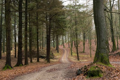 Free A tranquil dirt road meanders through a lush autumn forest, enveloped in nature's beauty. Stock Photo