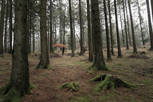 Бесплатное стоковое фото с высокие деревья, глубокий лес, деревья