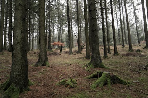 Foto profissional grátis de árvores, árvores altas, cenário