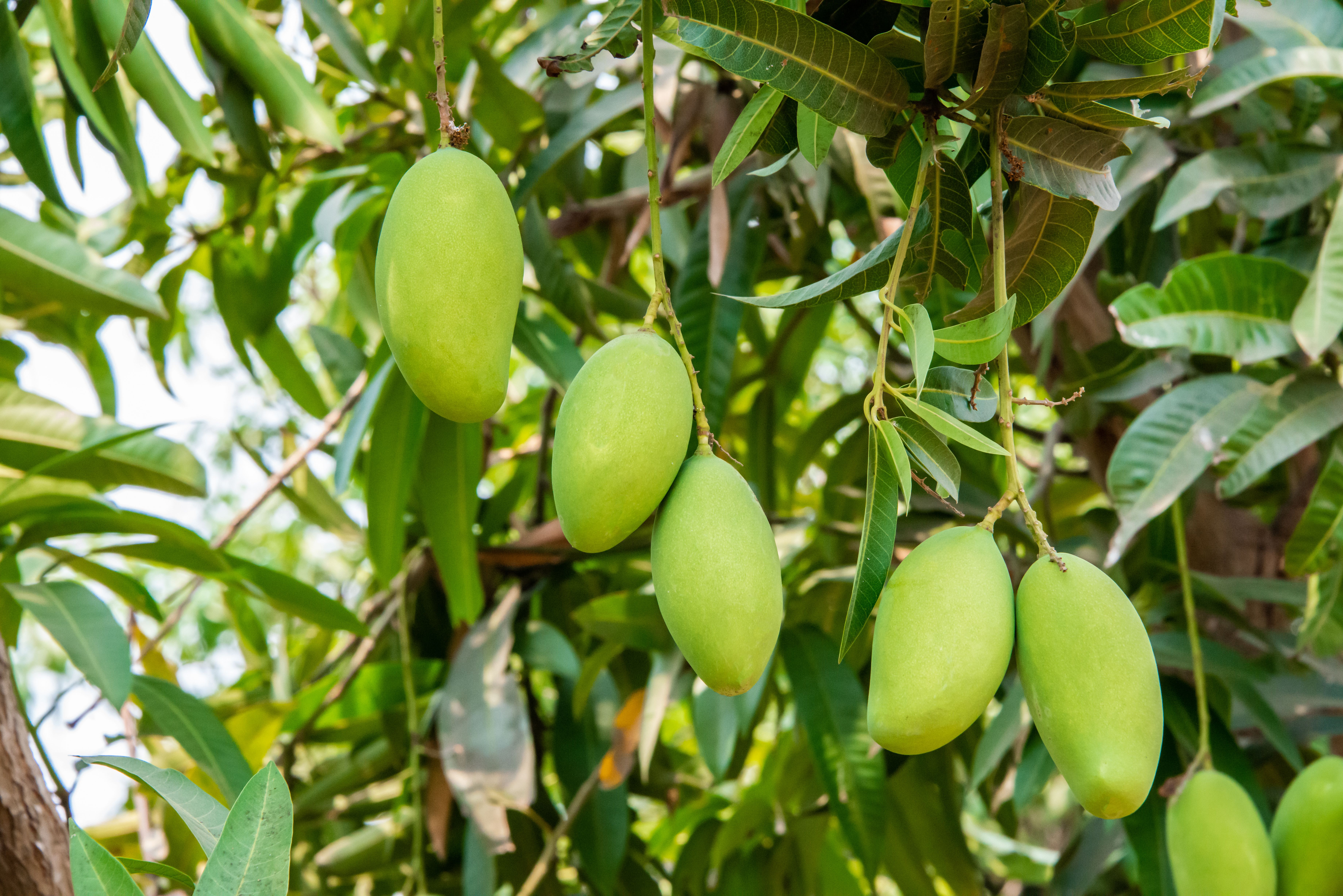 Mango Tree