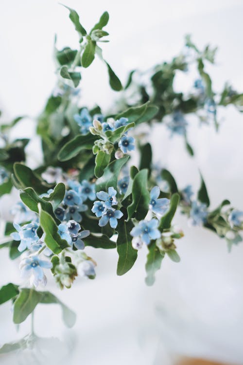 Gratis stockfoto met blauwe bloem, bloemen, drinkglas