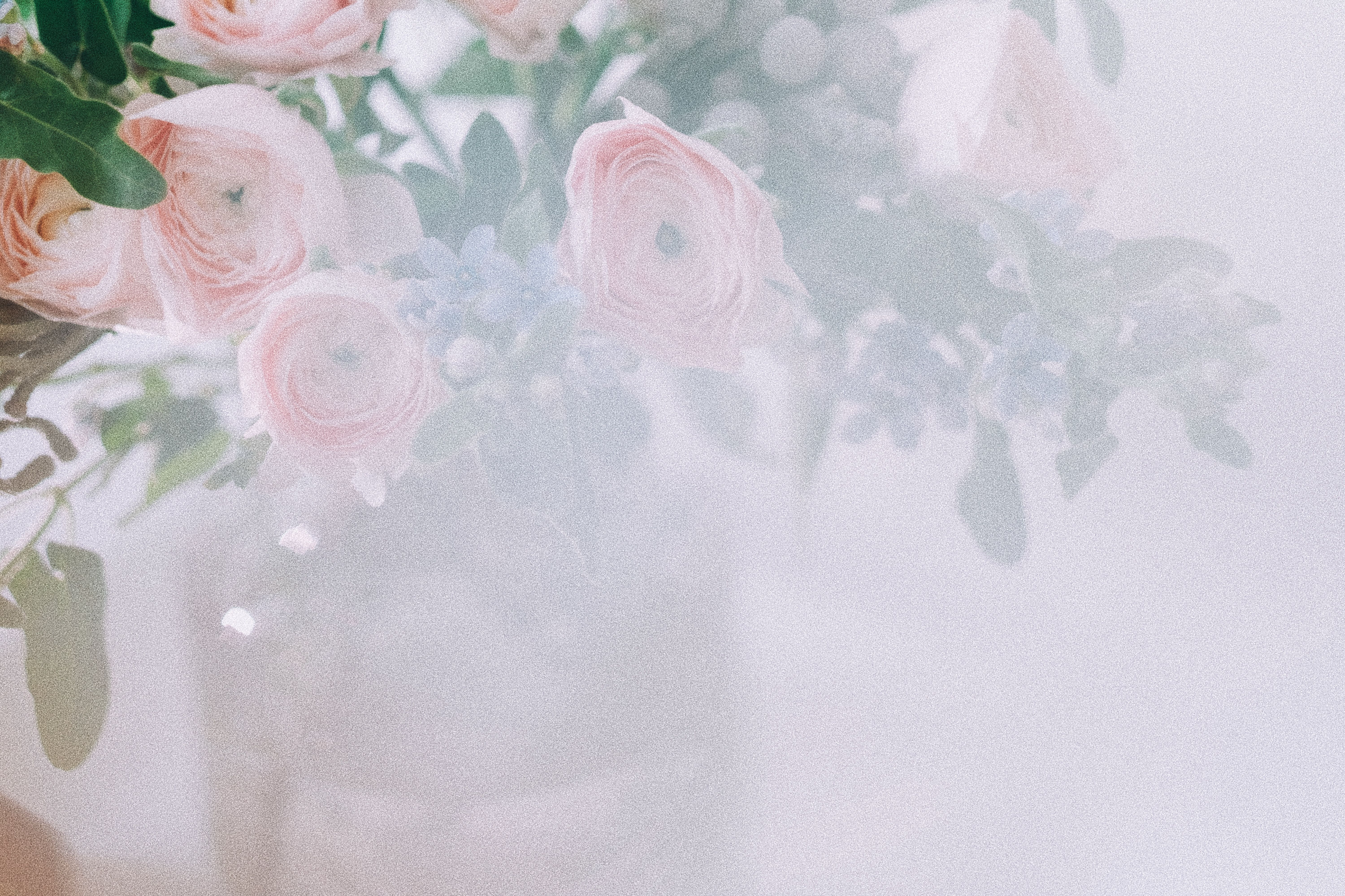 Belle de jour fleurs : plantation et variétés