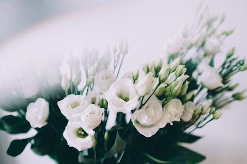A White Flowers in Full Bloom