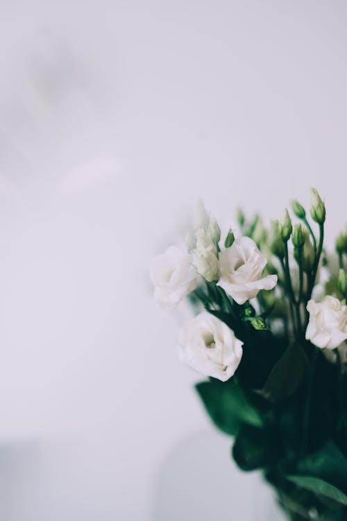 A White Flowers with Green Leaves