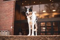 White and Black Short Coat Medium Dog Standing on Brown Ground
