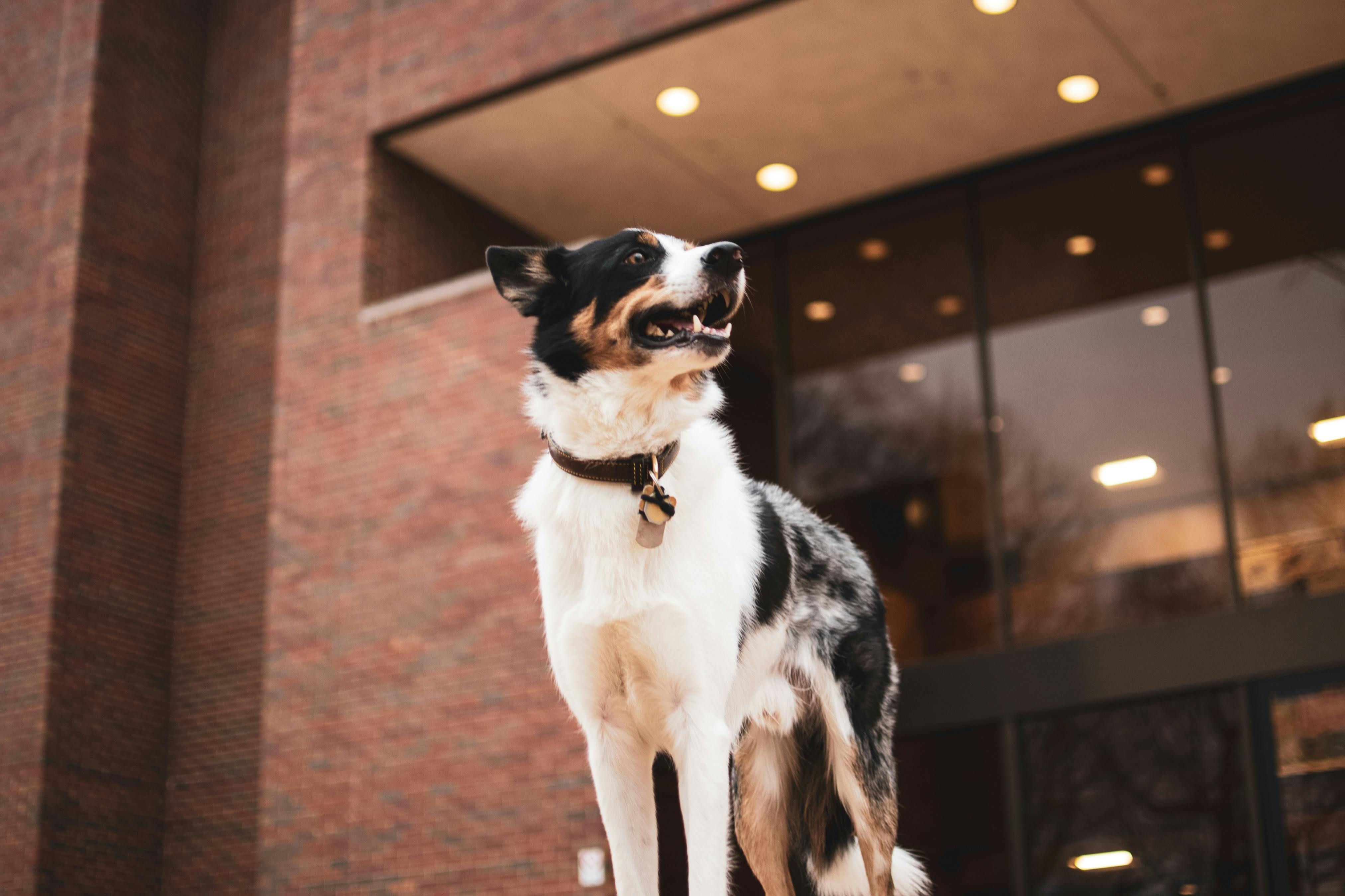 pet technology companies — Photo by Brixiv on Pexels