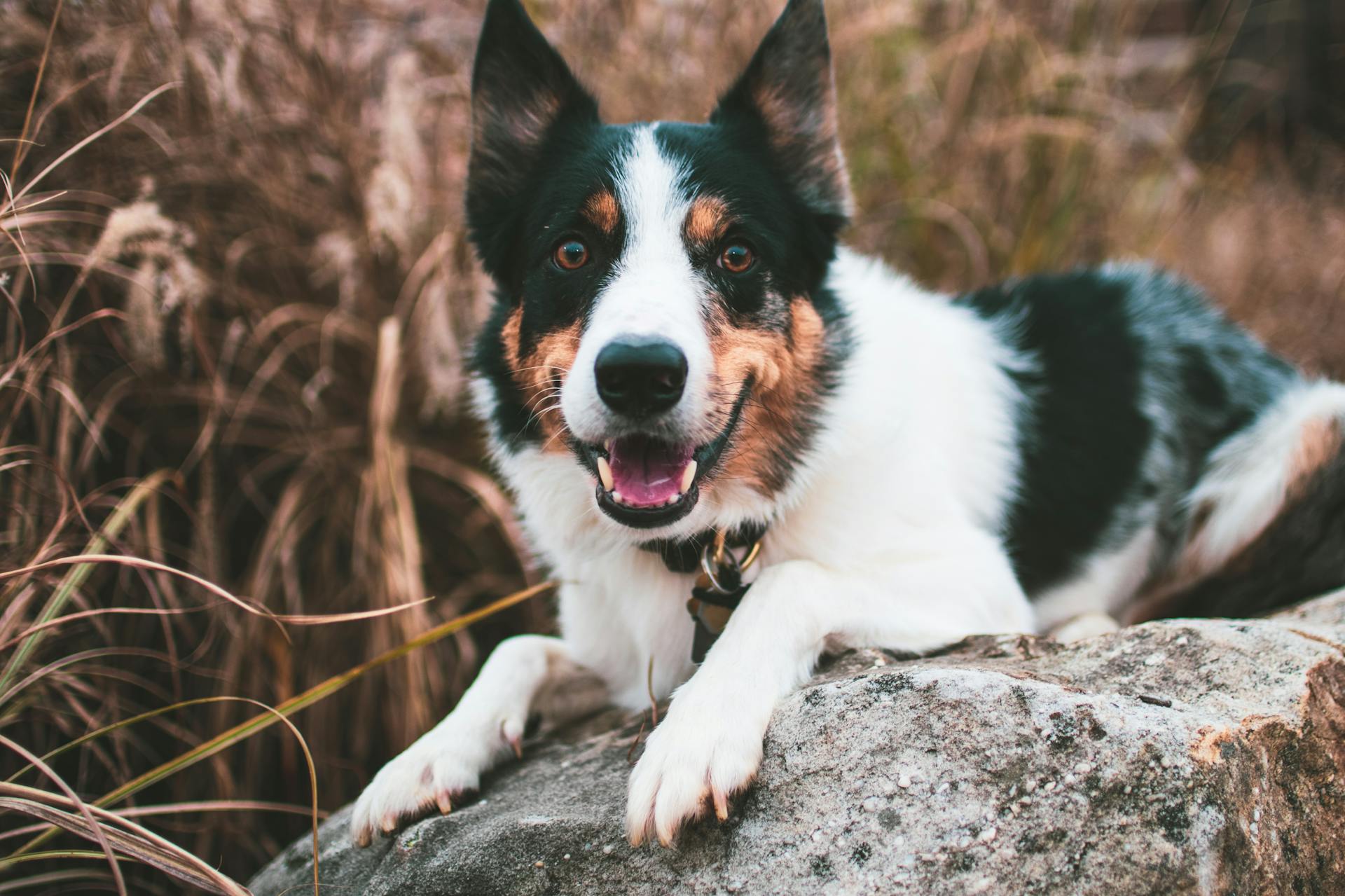 A Border Collie Lying on the Rock