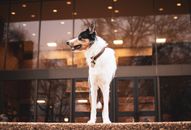 White and Black Short Coat Medium Dog Standing on Brown Dried Leaves