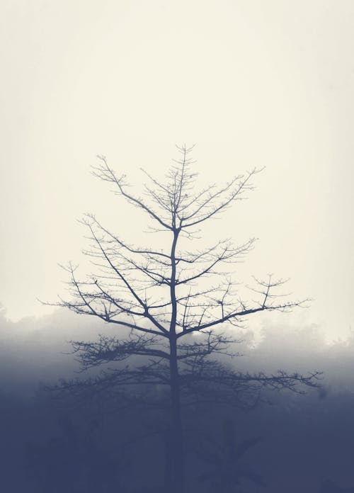 Free stock photo of bangladesh, foggy morning, tree