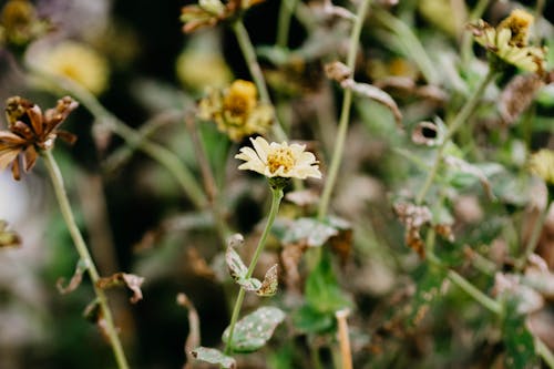 Immagine gratuita di avvicinamento, crescita, fiore