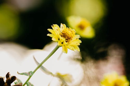 Close-Up Shot of a Yellow Flower in Bloom