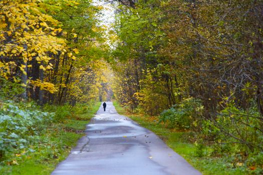 Road in Forest in Autumn